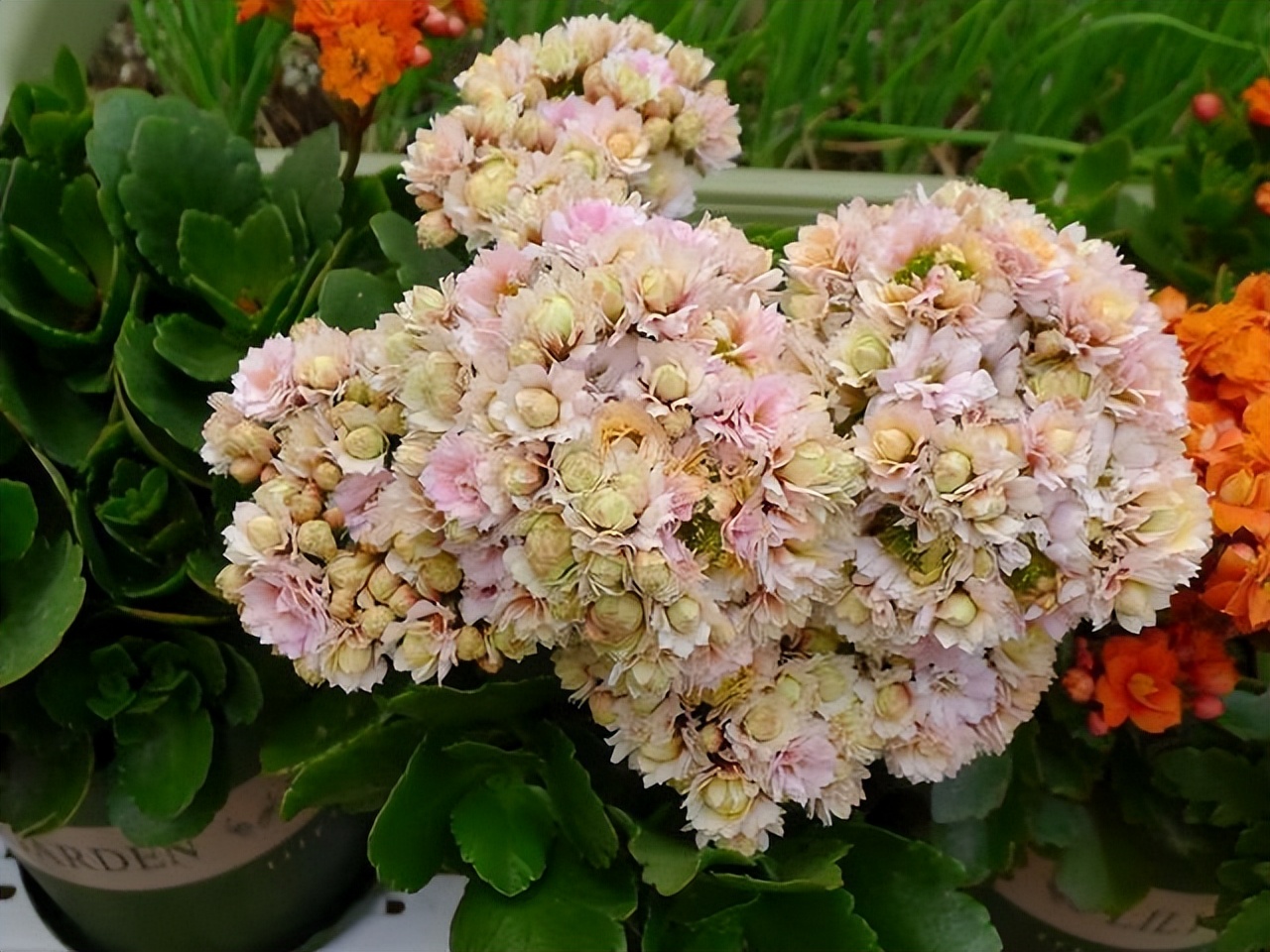 花多多2号浇花的比例,花多多1号浇花多久见效