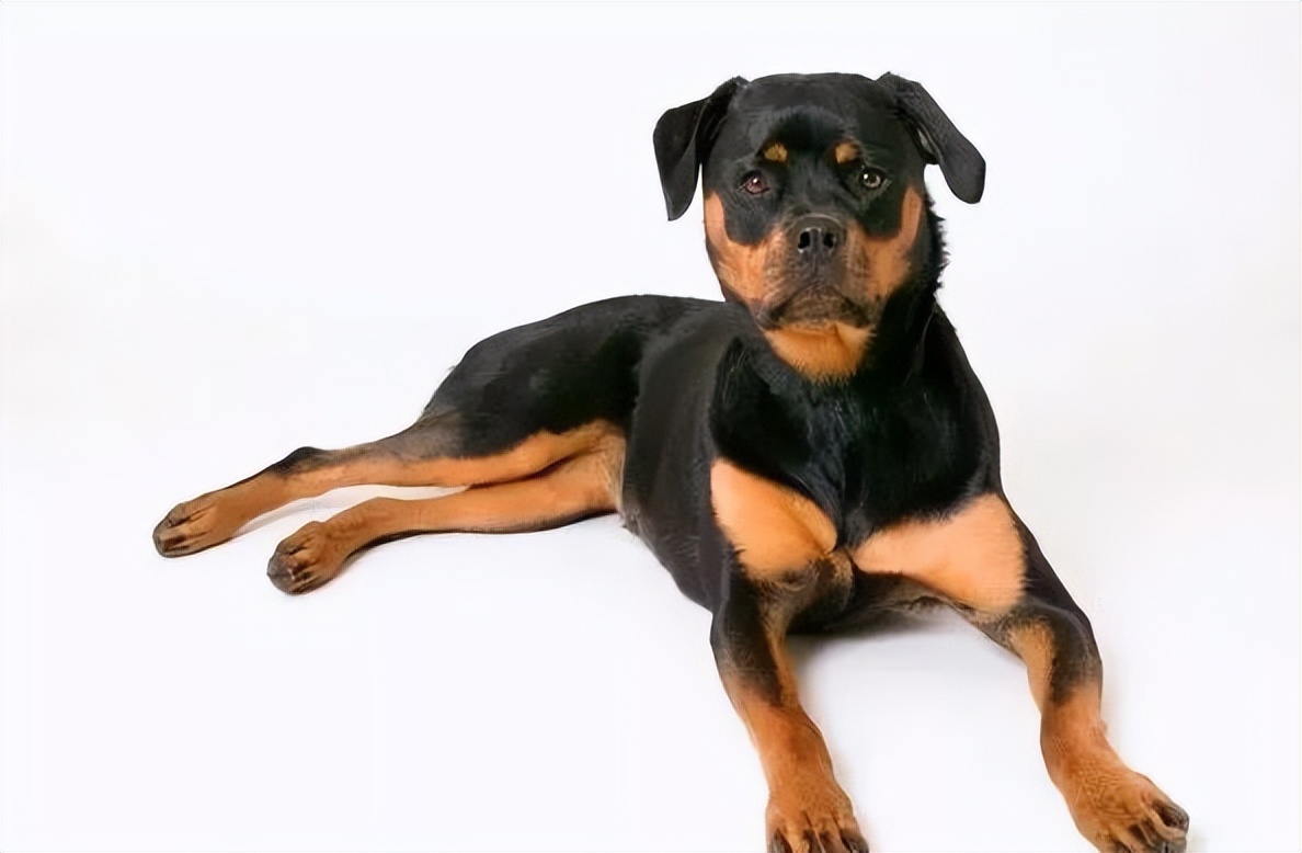 罗威纳百科全书,罗威纳犬训练教程