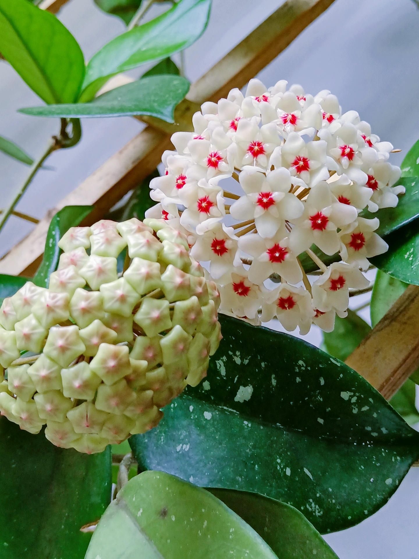 球兰最爱开花的品种,球兰哪个品种最爱开花呢