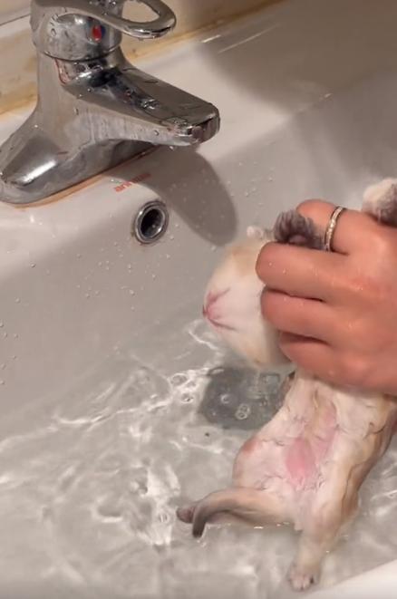 驴得水小朋友是智障猫吗,全网公认的智障猫怕水