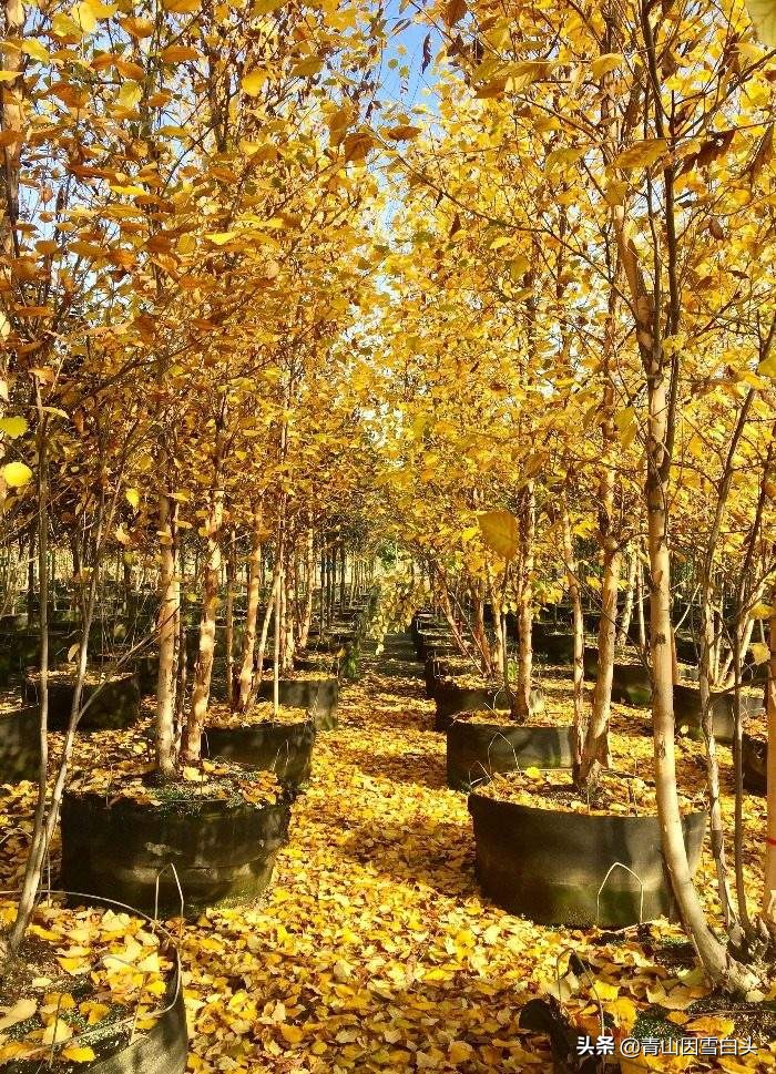 林地种植什么树种好且赚钱多,荒山种什么树收益最快