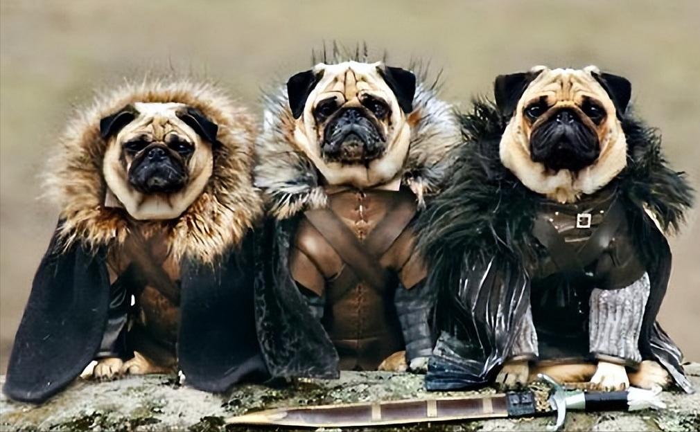 巴哥犬为什么有斑,巴哥犬有泪痕严重怎么办