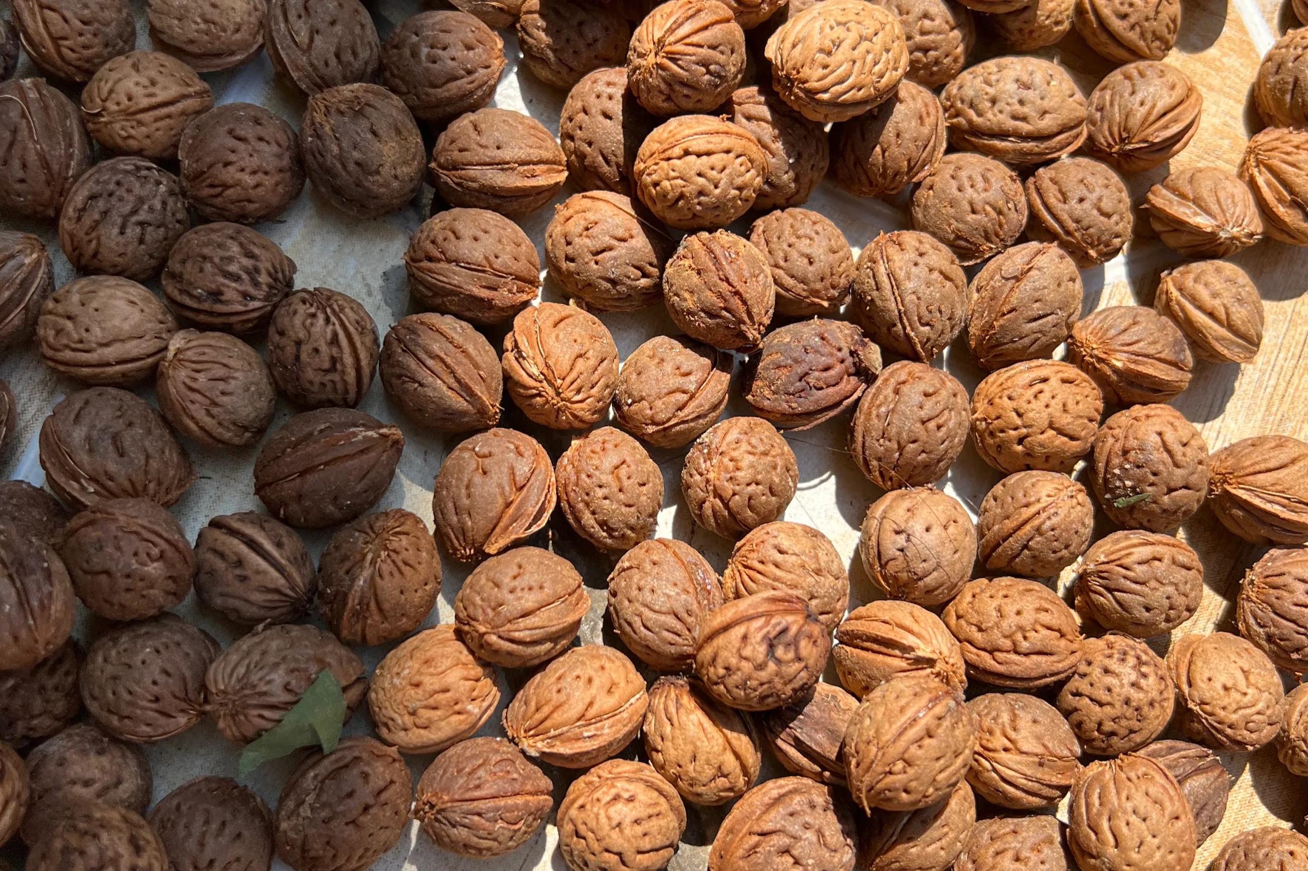 桃核手串保健,桃核手串原料