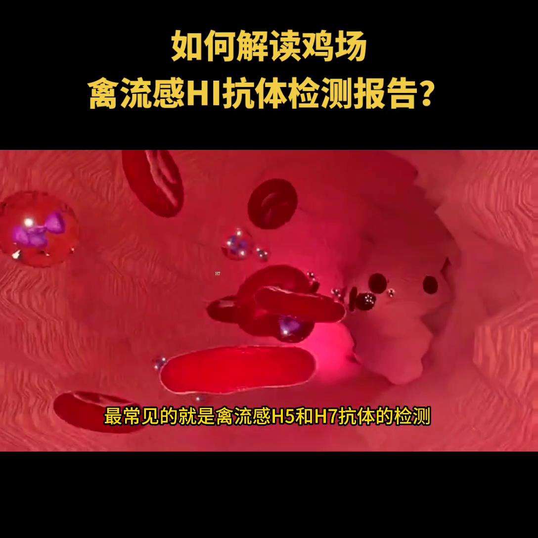 养殖场免疫监测,蛋鸡打禽流感疫苗几天有抗体