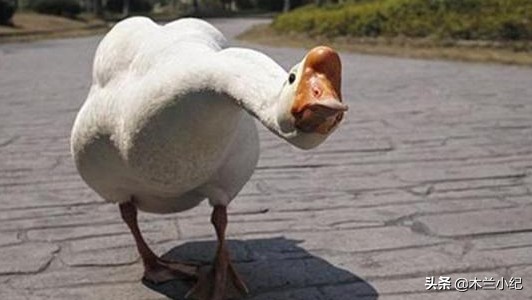 为什么所有动物都怕大鹅,鹅的战斗力到底有多可怕