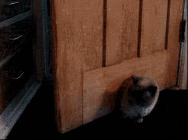 别人家的猫是液体还是固体,猫都是水做的