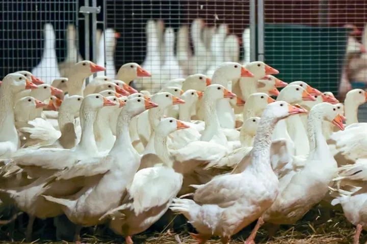 高端系列羽绒服被质疑,偶像同款羽绒服