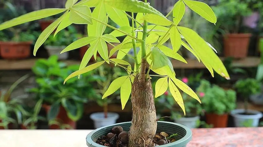 老人说“花草三不送，送了变仇人”，别不信，真的有道理