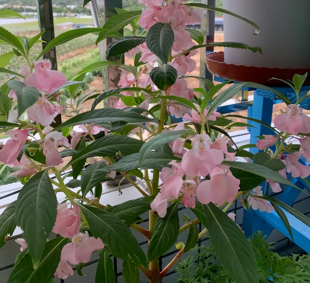 四季开花的草花有哪几种,南方冬季开花的草花播种