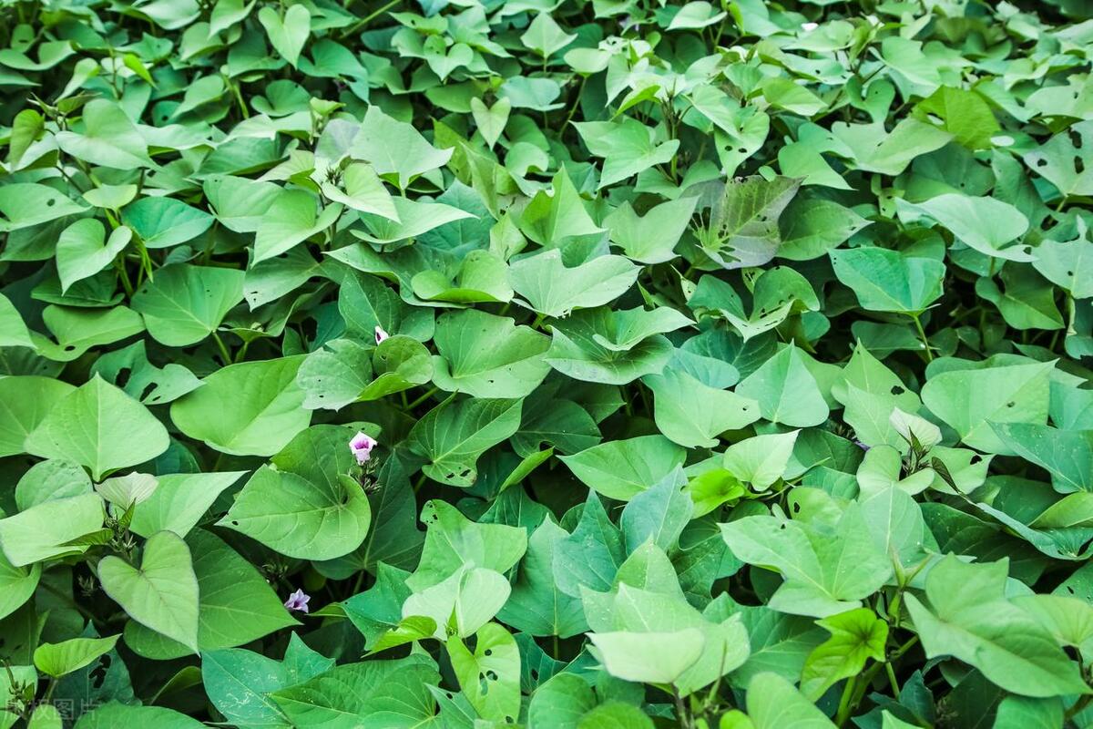 刚挖出的红薯几天就发芽怎么办,红薯地里结的红薯发芽是怎么回事