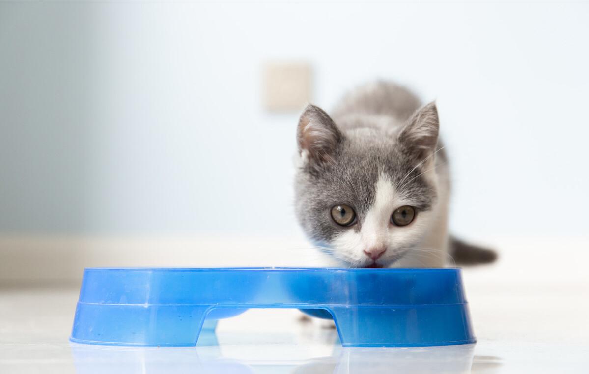 有毒猫粮的牌子,狮健壮牌子猫粮