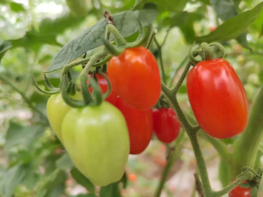 可可爱爱！华硕园里的“高颜值”小番茄成熟啦！
