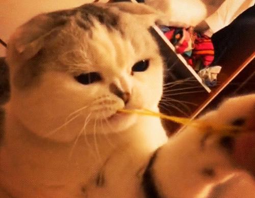 猫咪最怕的一物,哪些会让猫咪致命