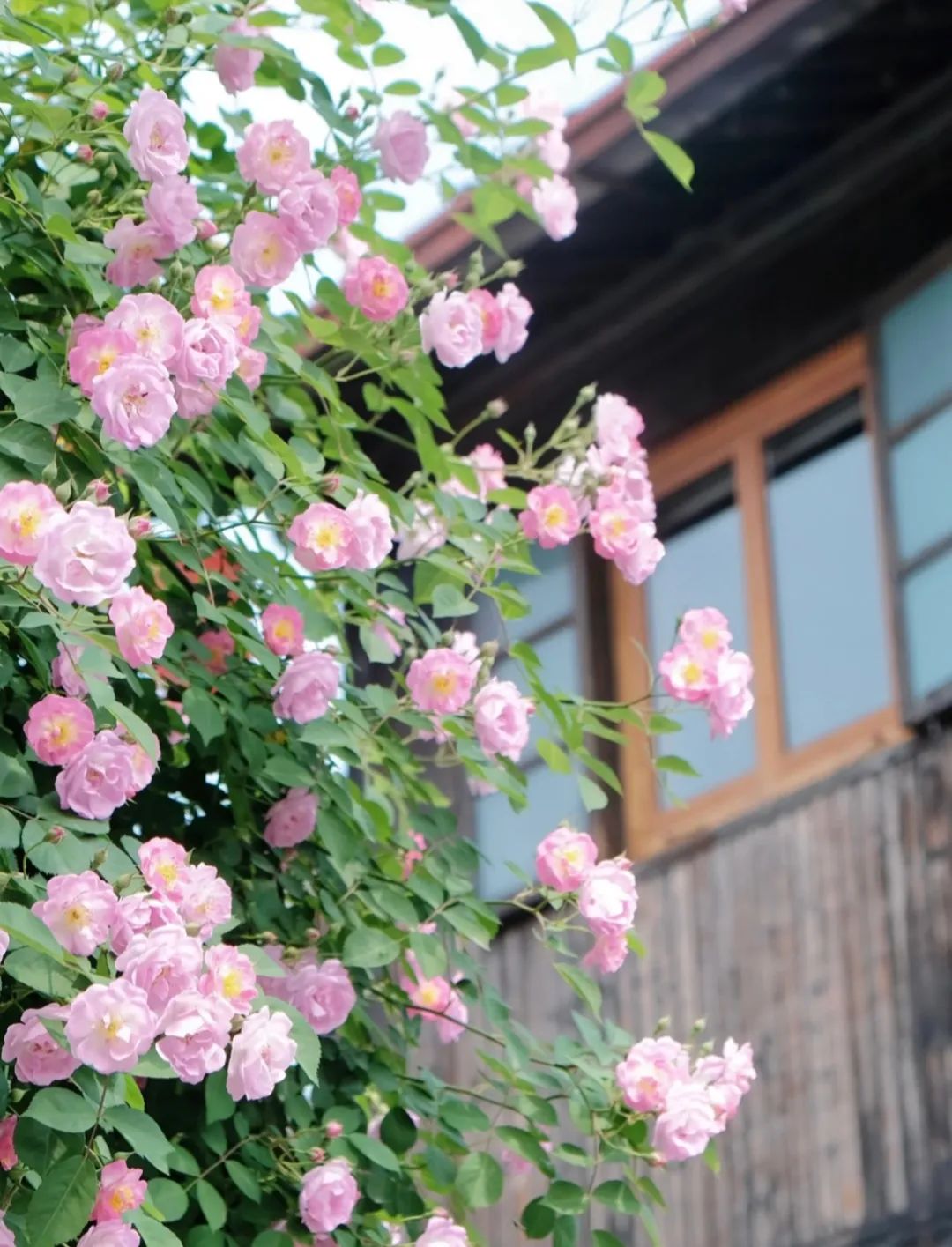 听我的，四月的杭州才是浪漫天花板。