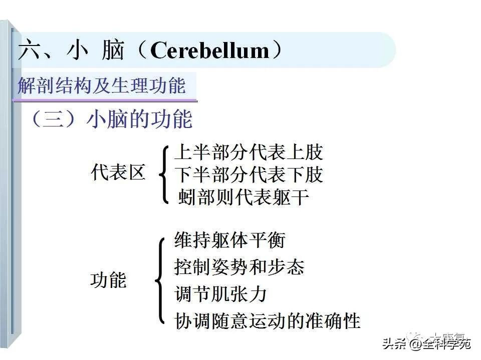 神经系统的影像与解剖定位,最全神经解剖图