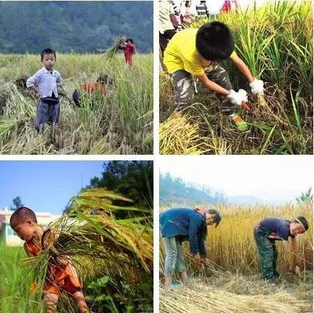 为什么农村人宁愿贫穷也不种地,为什么现在农村人都不愿意种地