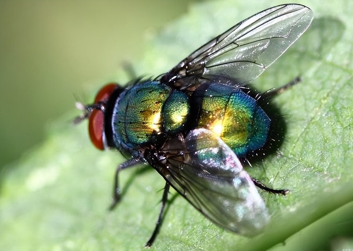 连云港苍蝇种类,苍蝇种类像蚊子