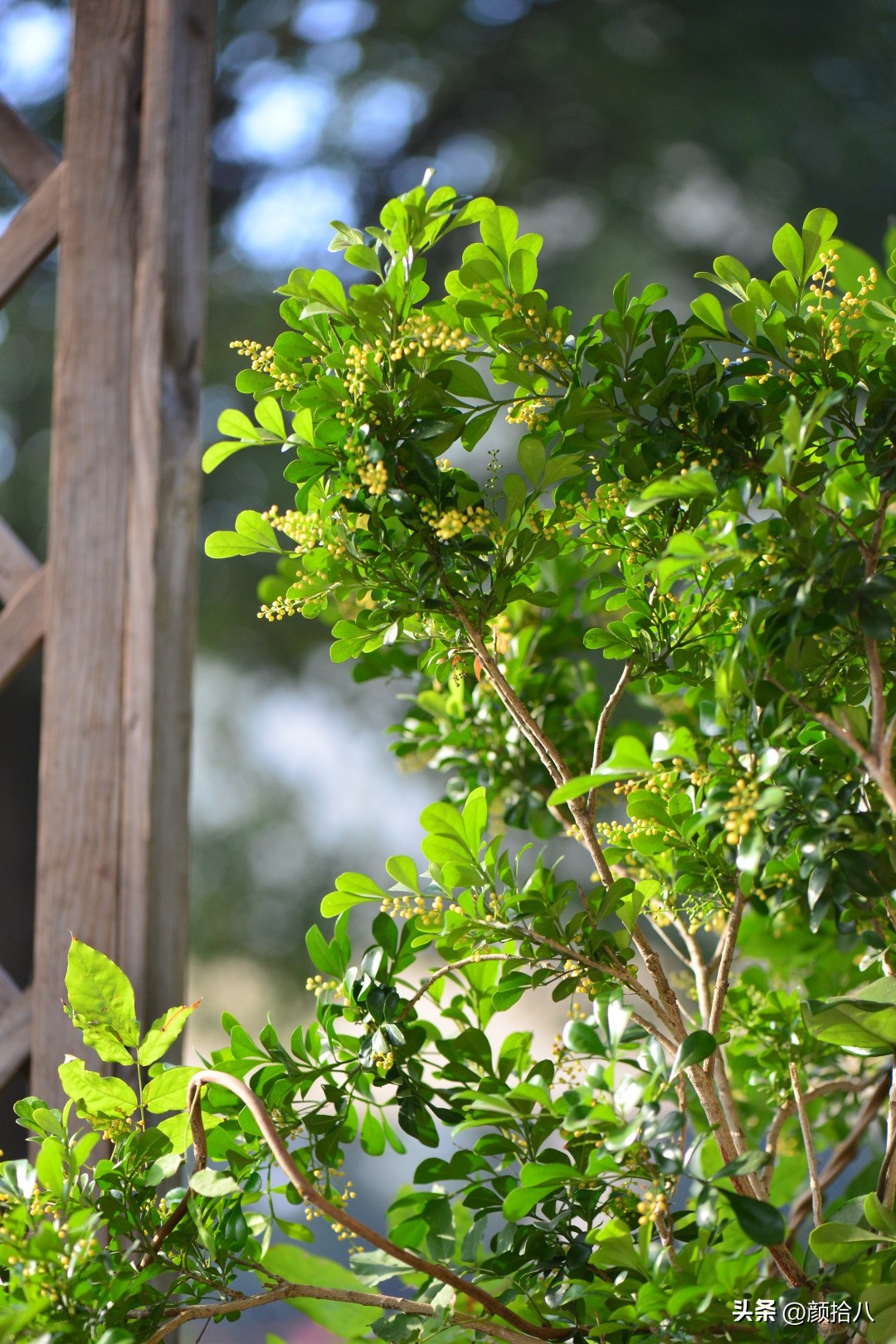 几乎没有存在感的七里香，到底是怎样的？|园丁