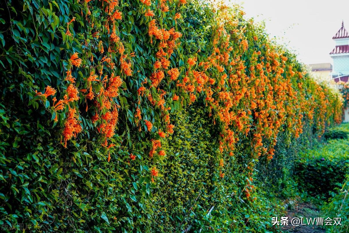 含情凝睇的释义,含情凝睇怎么读