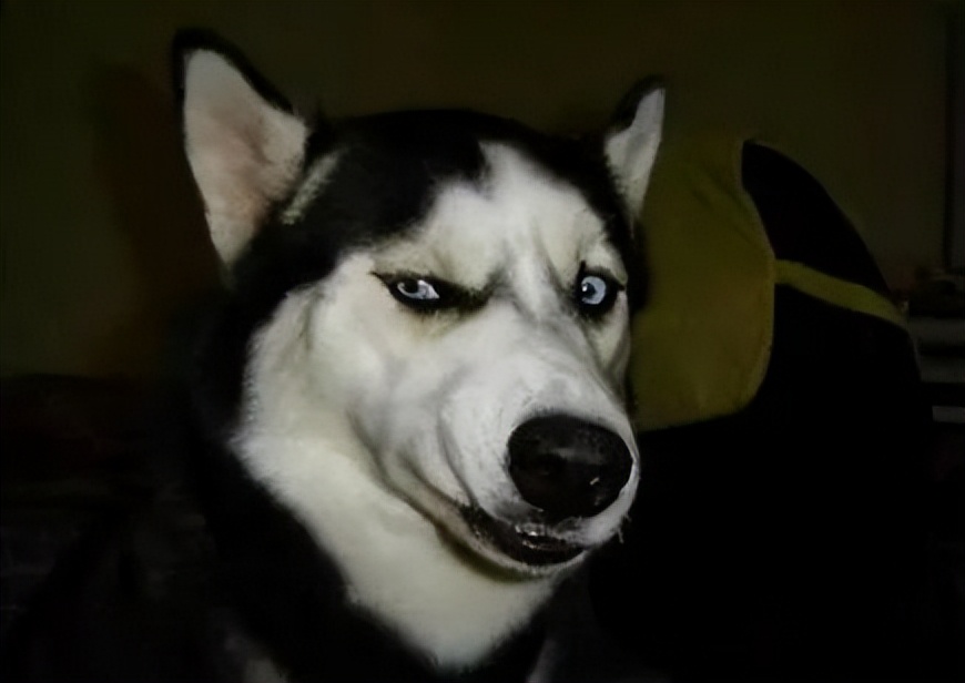 哈士奇为啥很二,为什么哈士奇这么二