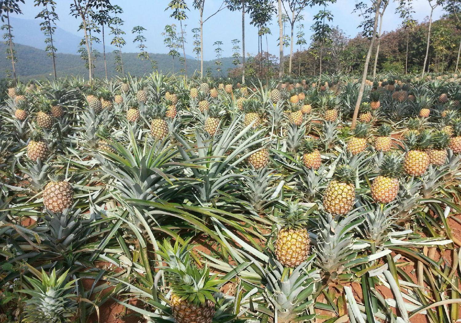 哪种常见水果是我国本土水果,哪种水果是我国本土的水果