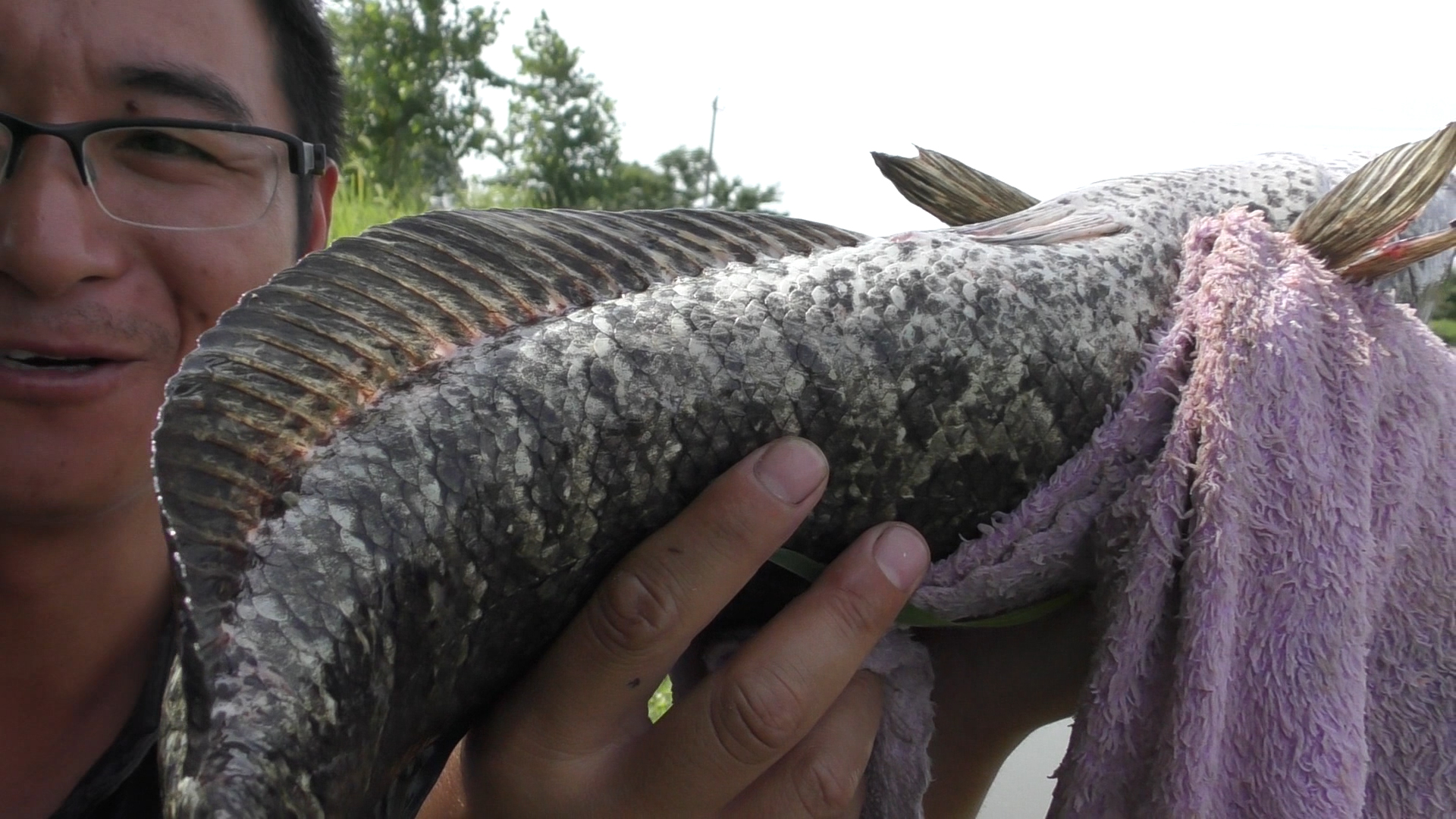 东北黑鱼几月狂口,黑鱼黑窝怎么钓最好用视频