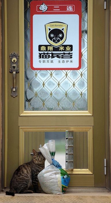 辽宁国家粮仓遭鼠患，员工训练流浪猫当兵入伍，厂内上演猫鼠大战