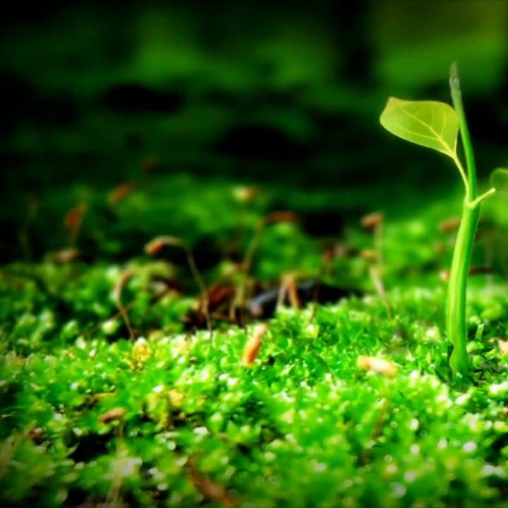 阜丰集团25周年,阜丰集团美国