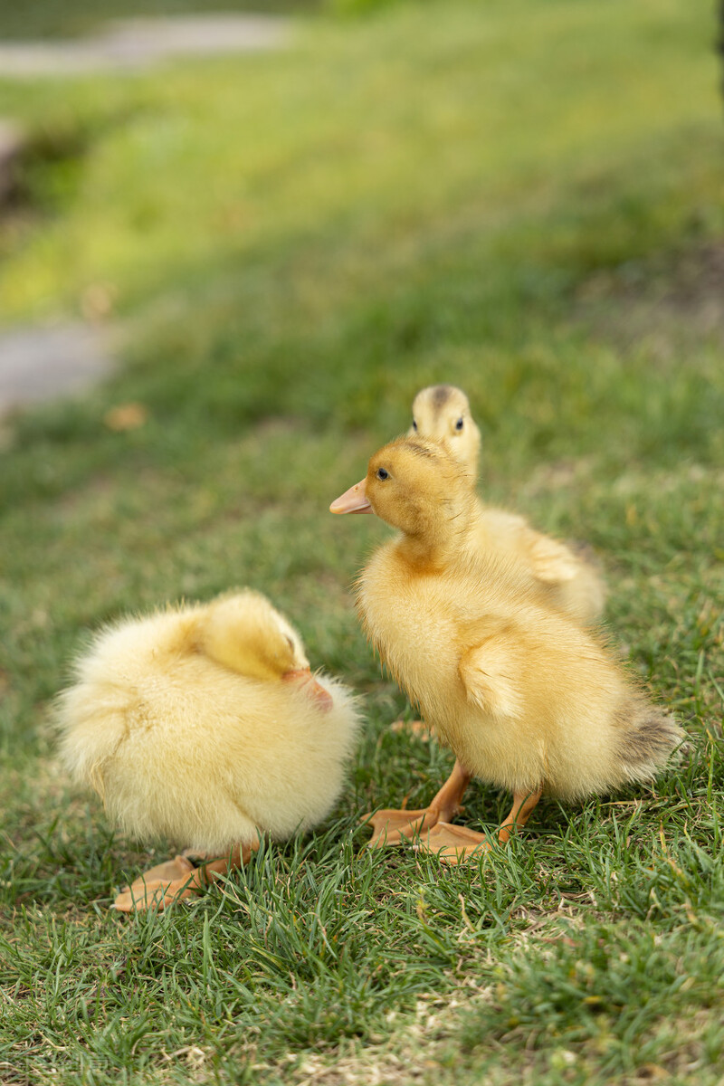 家禽磺胺药中毒怎么解毒最好,家禽中毒怎么解毒最好
