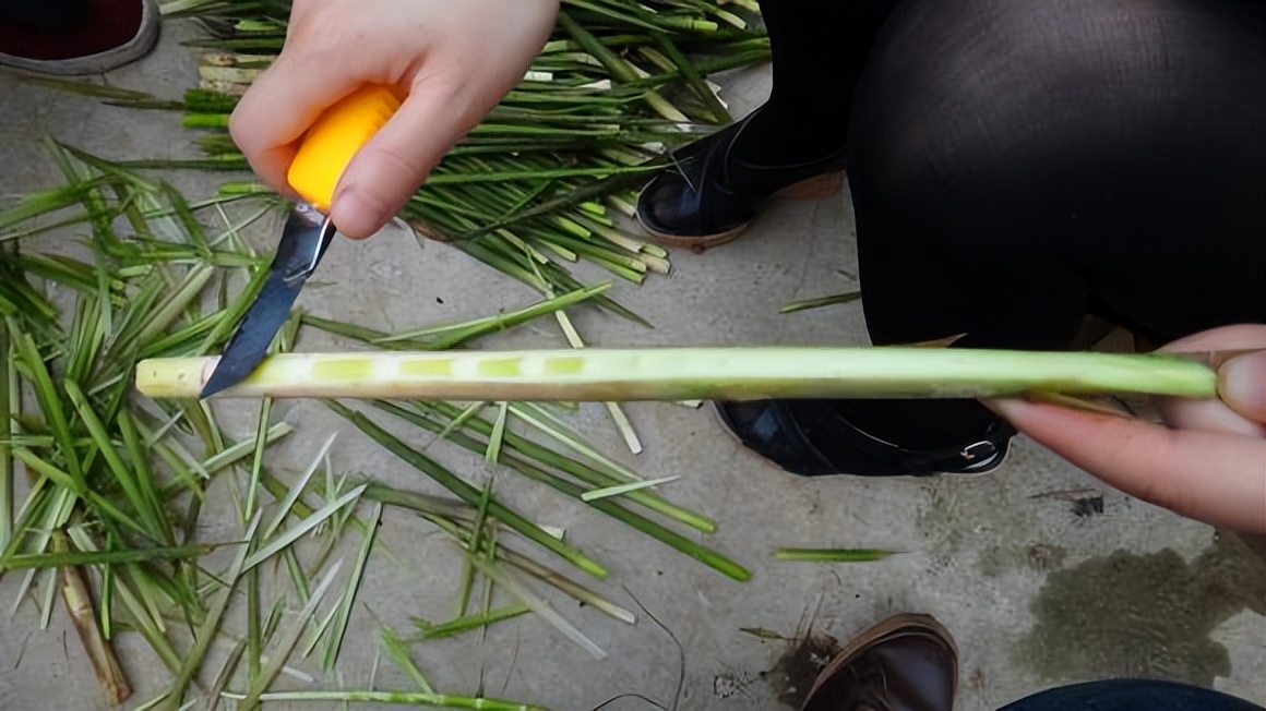 山民教剥竹笋只需3步轻松剥出笋,每日农经挖笋技巧视频