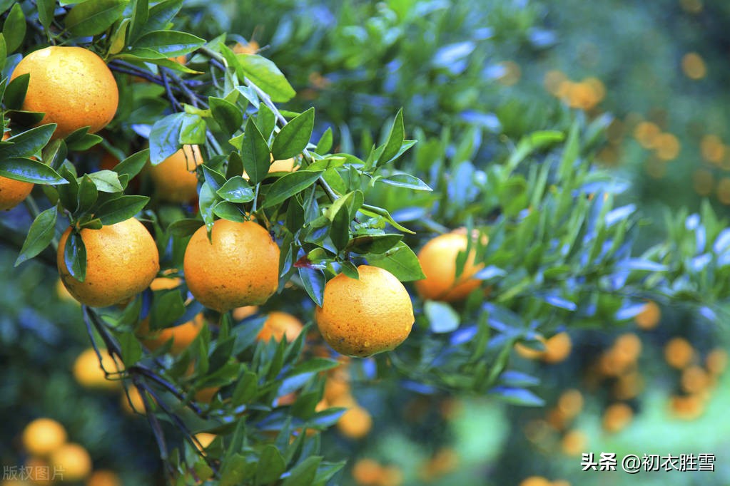 江南有丹橘全诗,冬橘作品