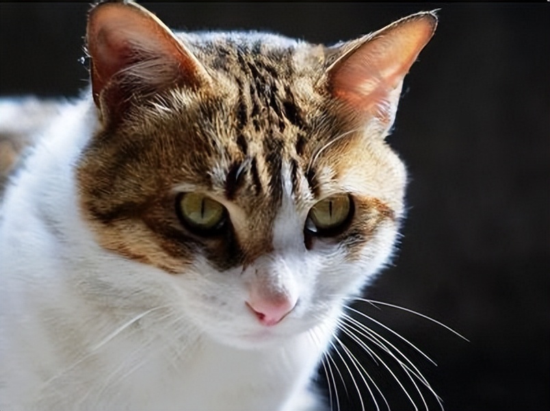 中华田园猫与名贵的宠物猫差别,中华田园猫比外国猫都好看