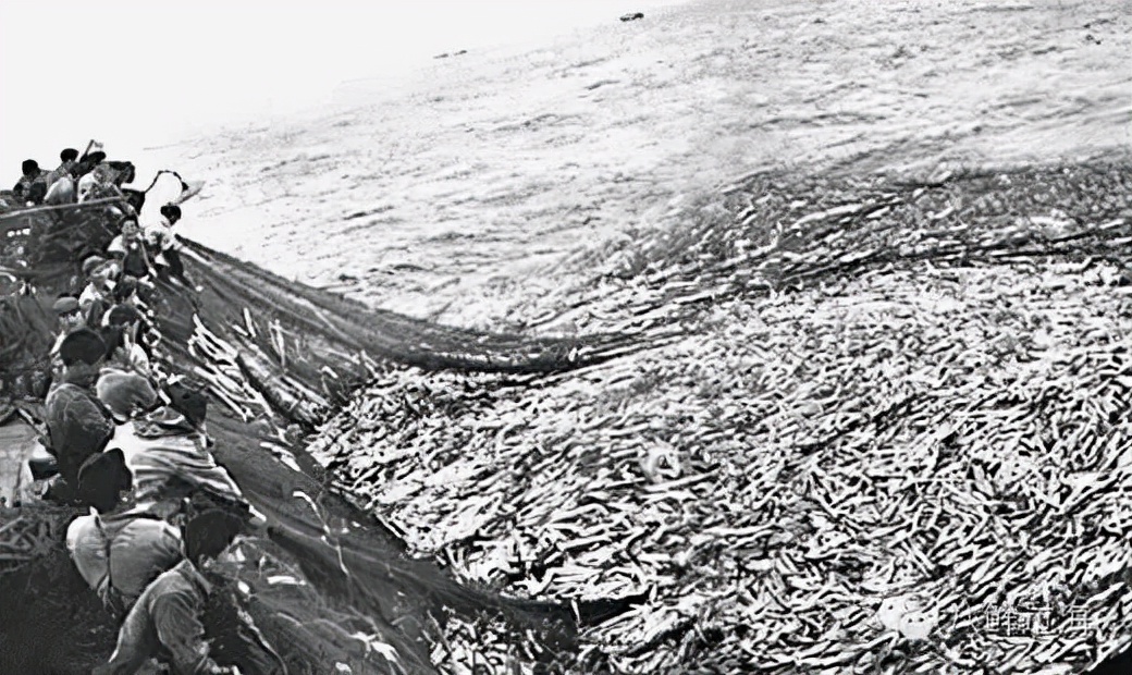 天价野生大黄鱼,浙江省捕获7斤野生大黄鱼