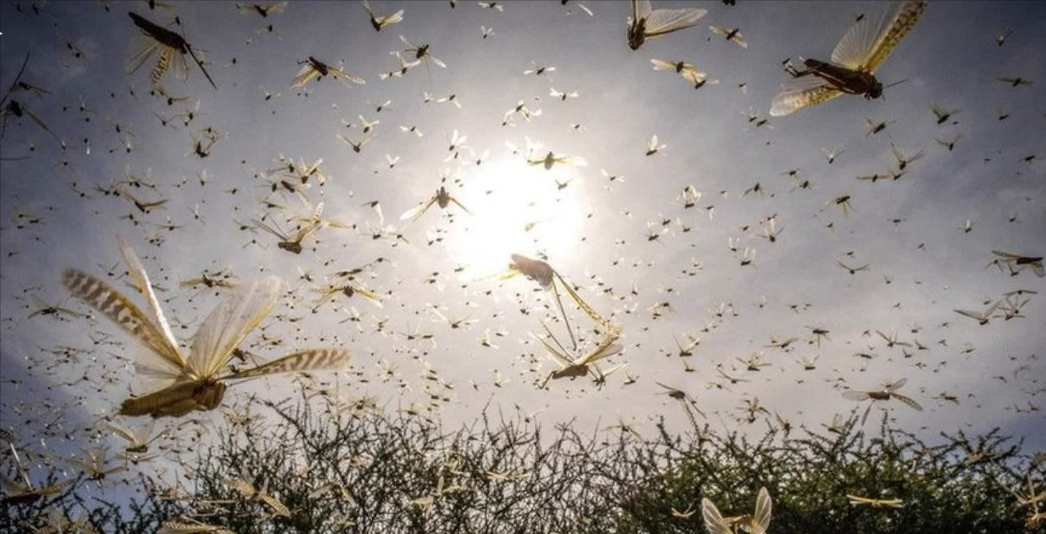 [兔子]“中国人真聪明！用鸭子来化解粮食危机！”2000年，