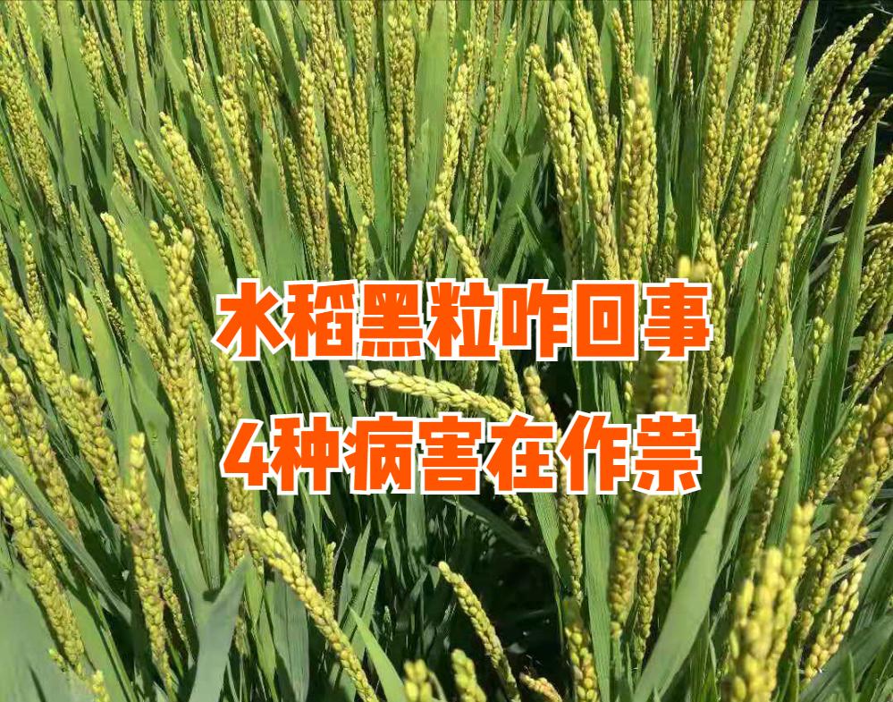 水稻黑条病害图片大全,水稻产生黑根的原因主要是