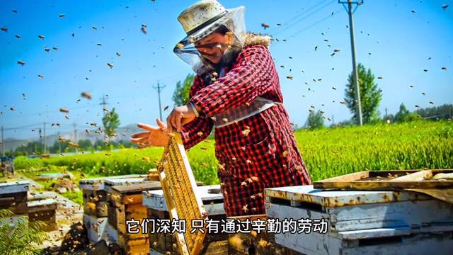 勤劳的小蜜蜂儿歌,勤劳的小蜜蜂句子