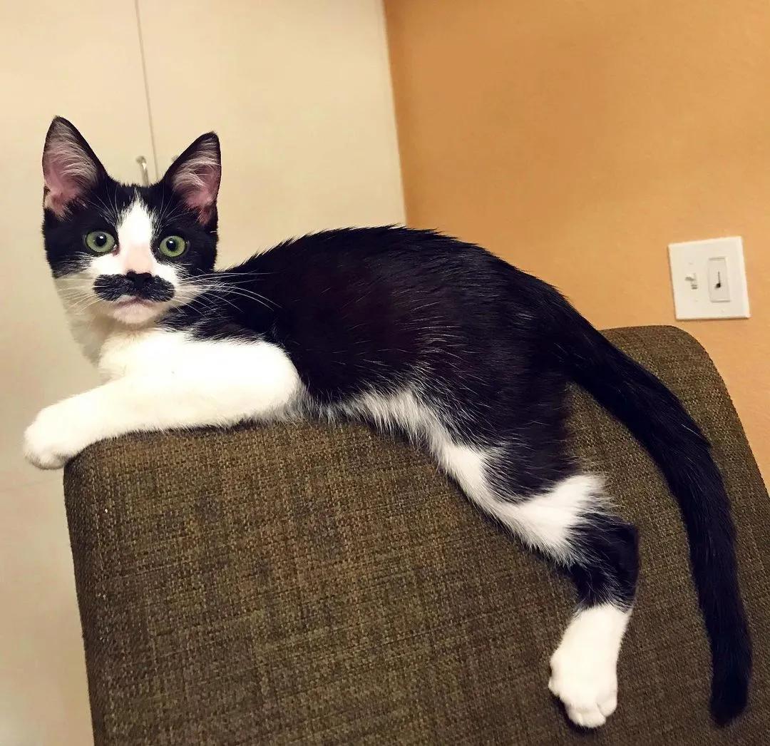 因为长了嘴一字胡，奶牛猫无人领养，却因祸得福成了网红