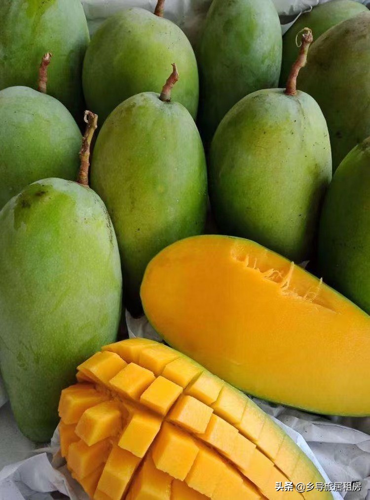 旅居三亚,三亚旅游买芒果