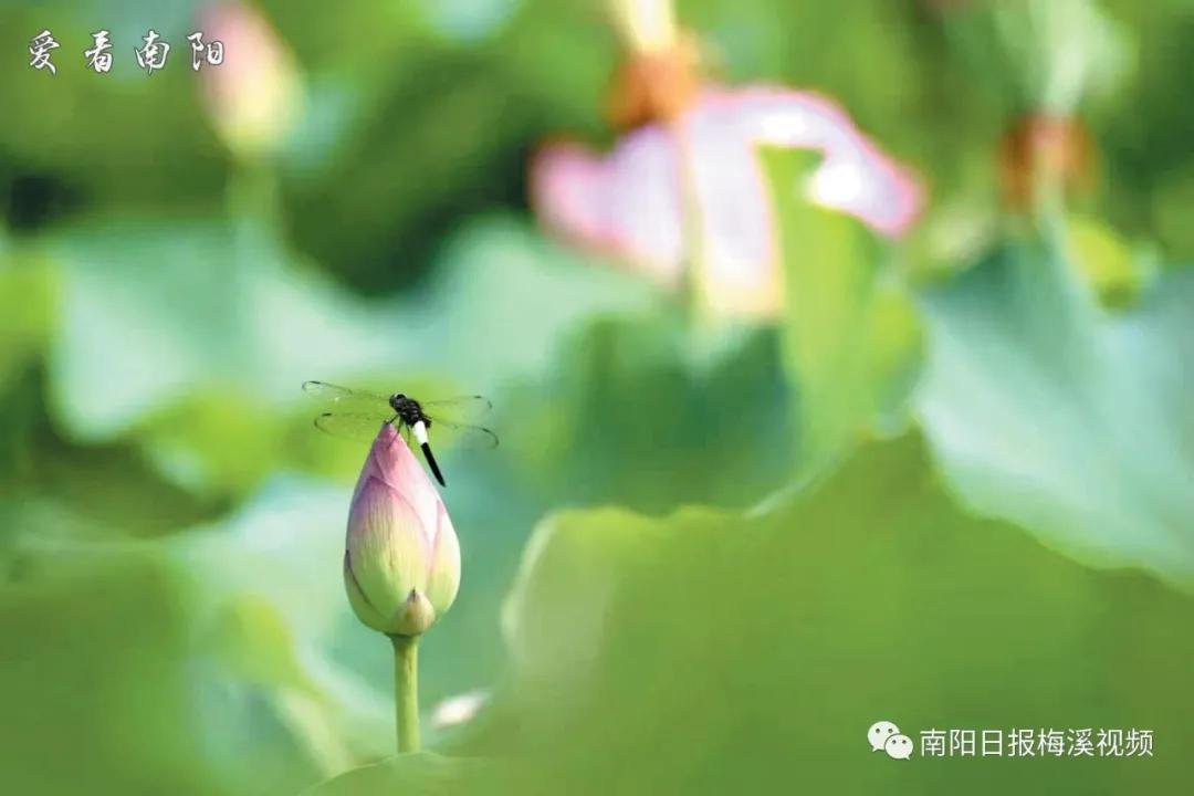 爱看南阳㉟你好2022，再见2021