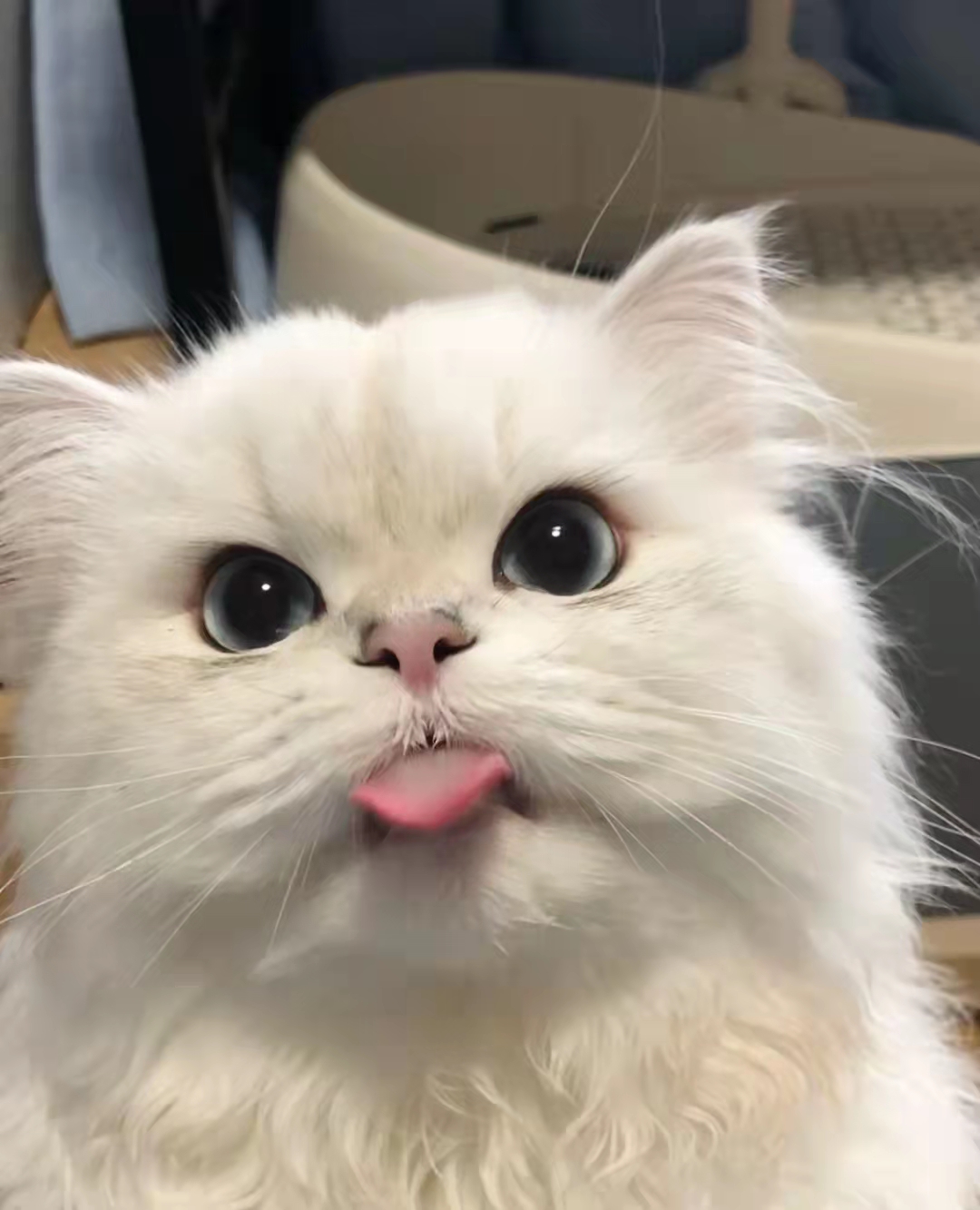 猫咪黄疸肝炎吐大量黄水,猫咪肝炎黄疸黄栀口服液有用吗