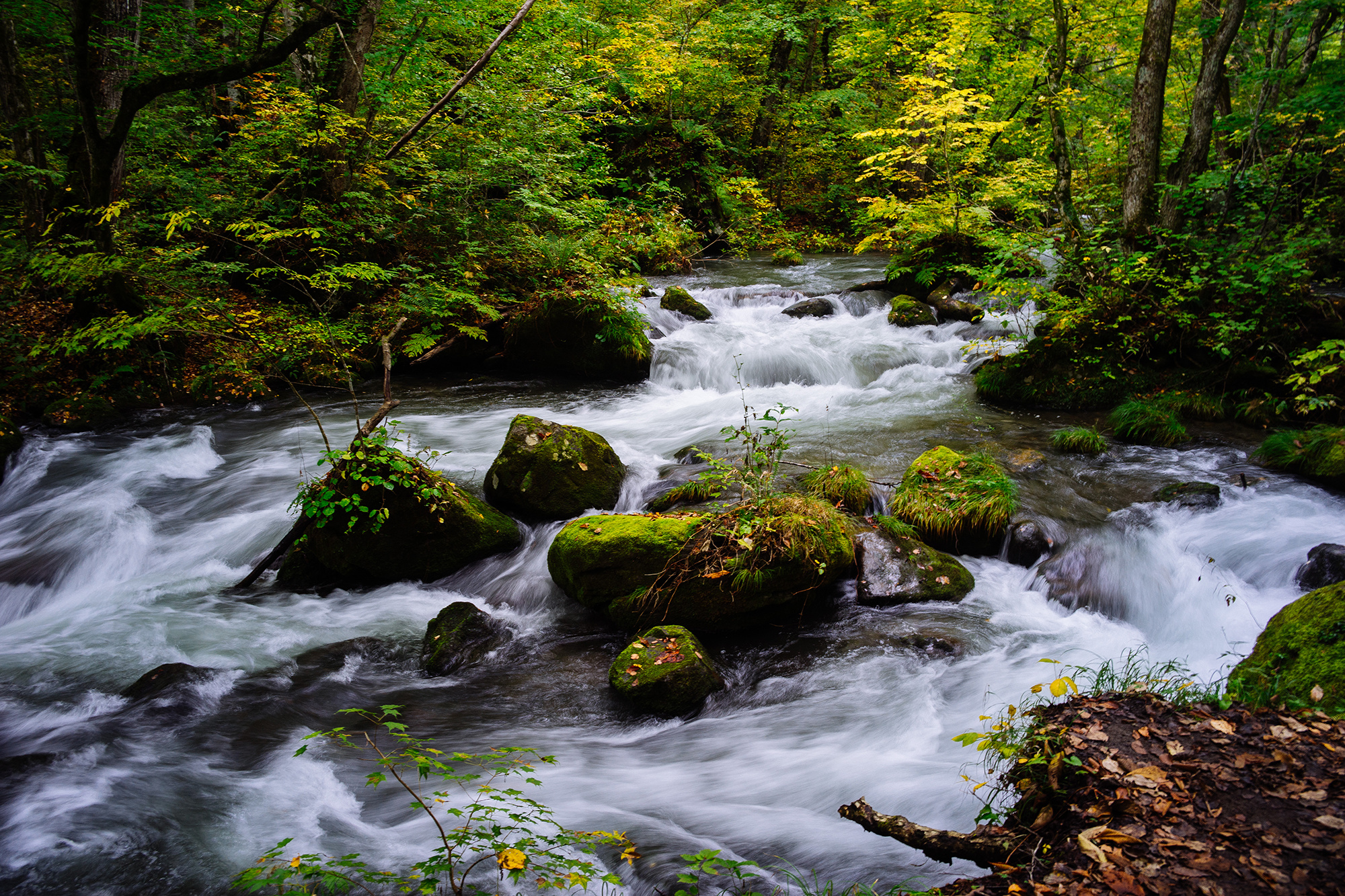 诗词里的绝美春天诗句,30首绝美春日诗句范文