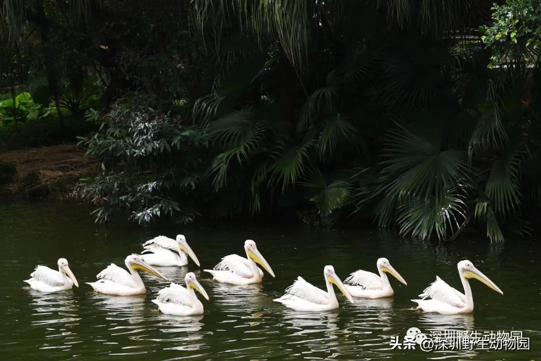 苗鸟小学,苗鸟念什么
