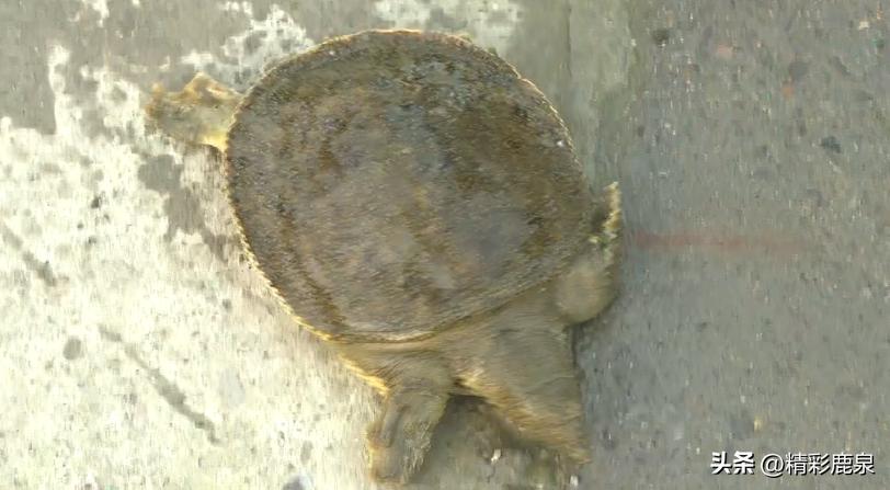 山海湖生态甲鱼养殖基地,河北石家庄甲鱼养殖