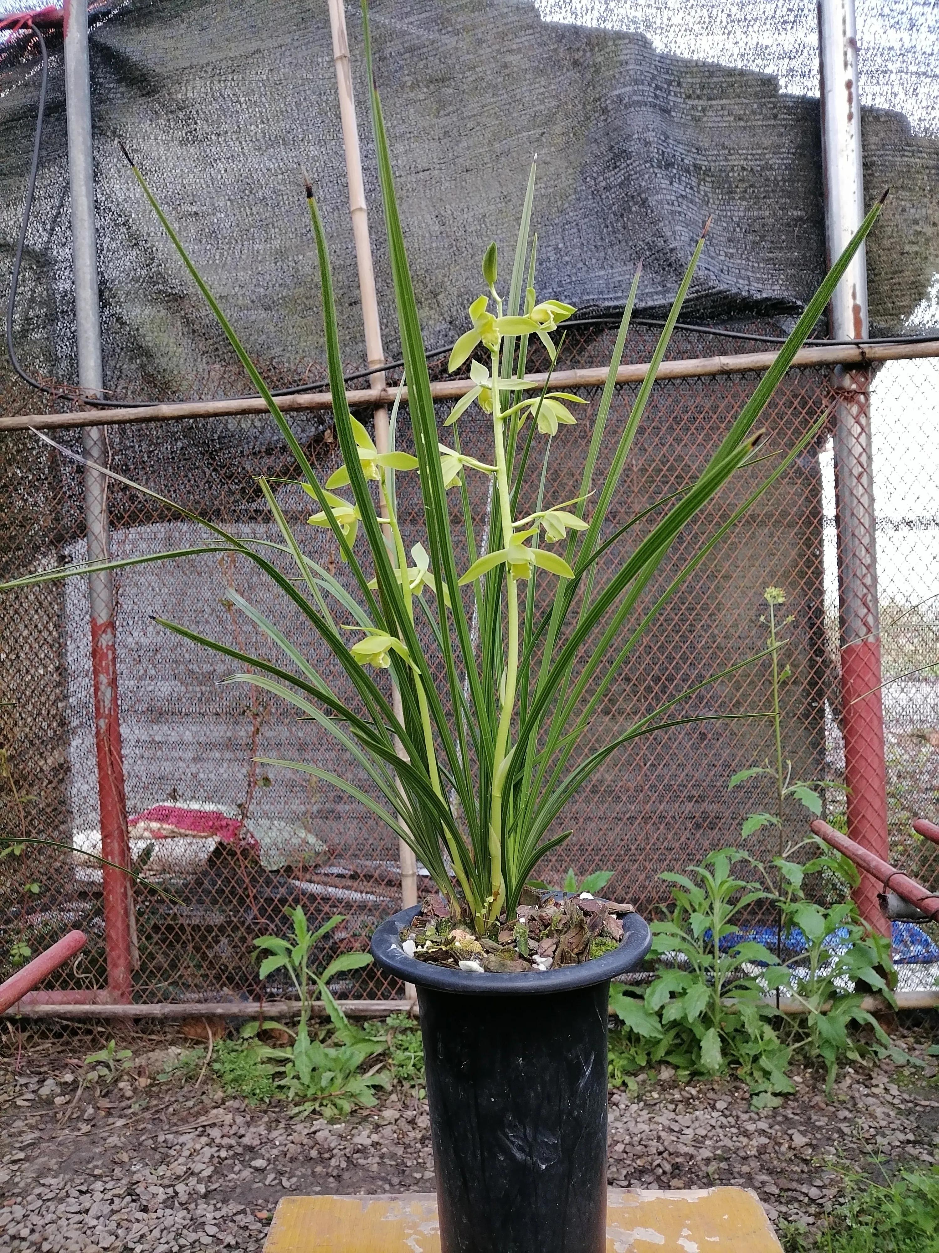 叶型最好看的兰花,浅谈对兰花的认识