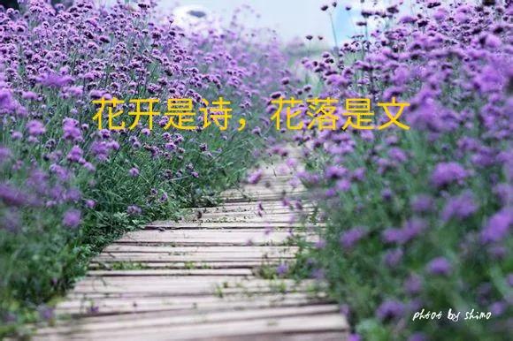 人生最美初见纯音乐,人生最美是初见