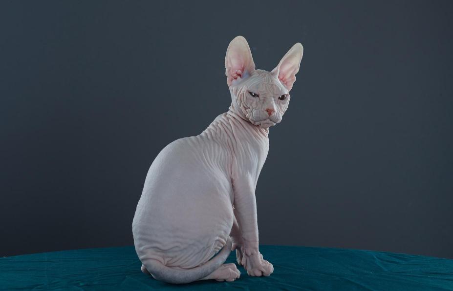 斯芬克斯猫但是身上有短毛,斯芬克斯猫是什么猫繁衍的
