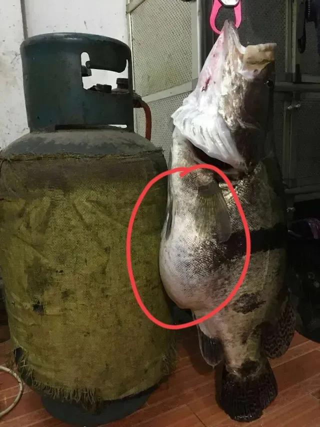 鳜鱼吃跟自己体型一样大的鱼,鳜鱼为什么不吃很小的鱼