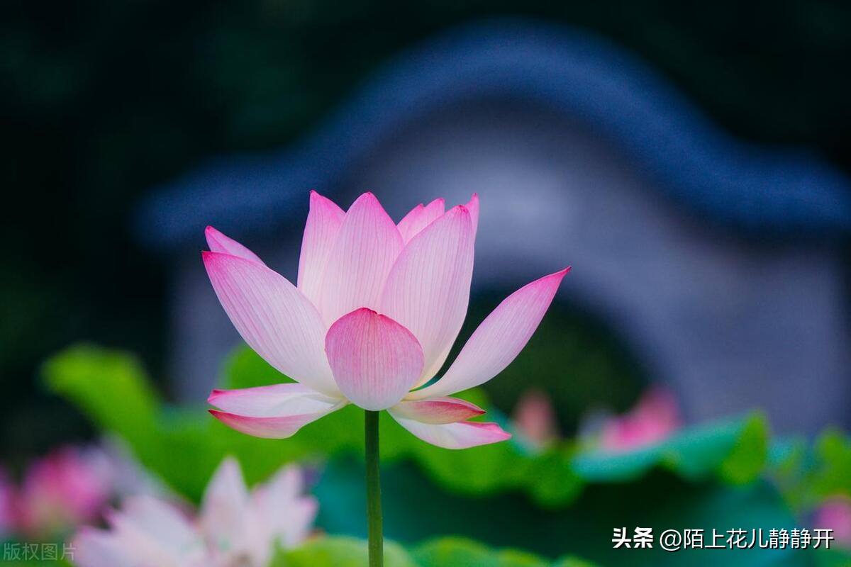 你喜欢夏天的哪些花,夏天盛开的花是什么花