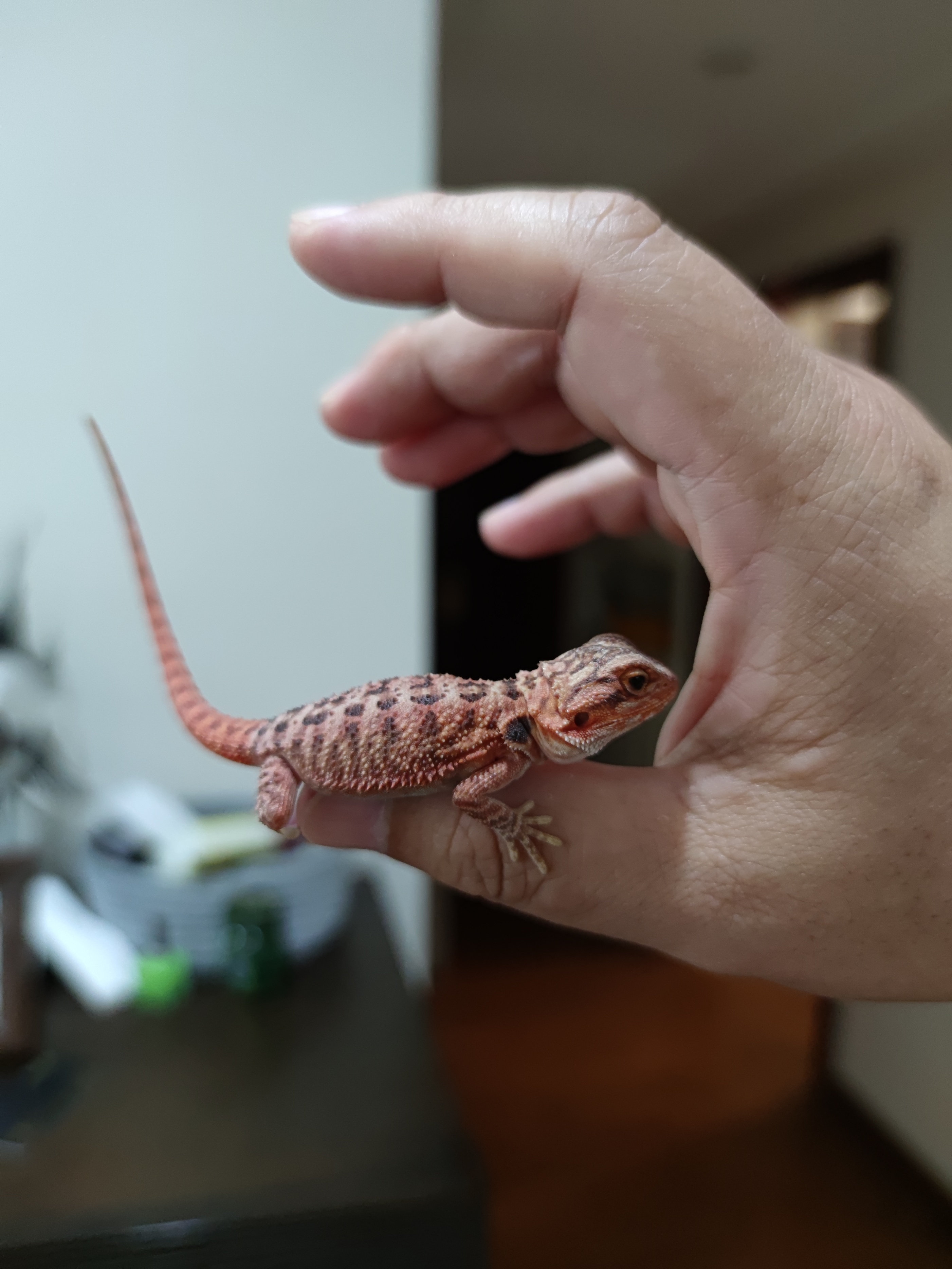 鬃狮蜥宝宝活宠,鬃狮蜥世界第三大宠物