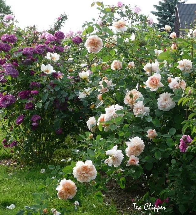 从“运茶快船（TeaClipper）”到英国人对中国茶叶的狂热